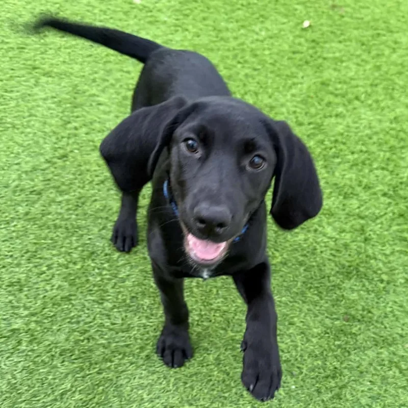 Randy Travis thumbnail 3