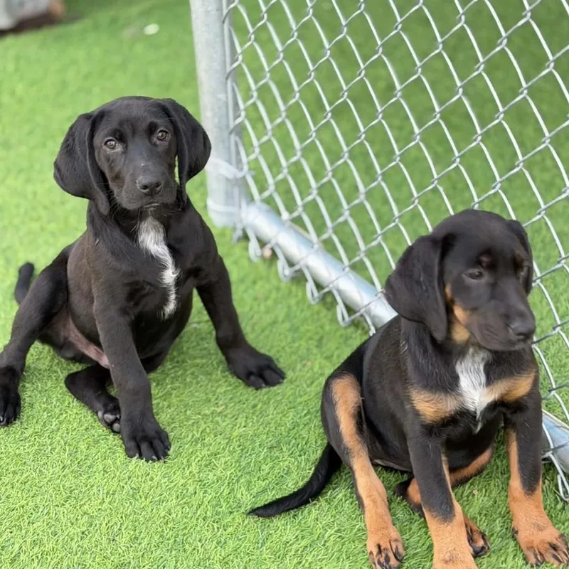 Randy Travis thumbnail 4