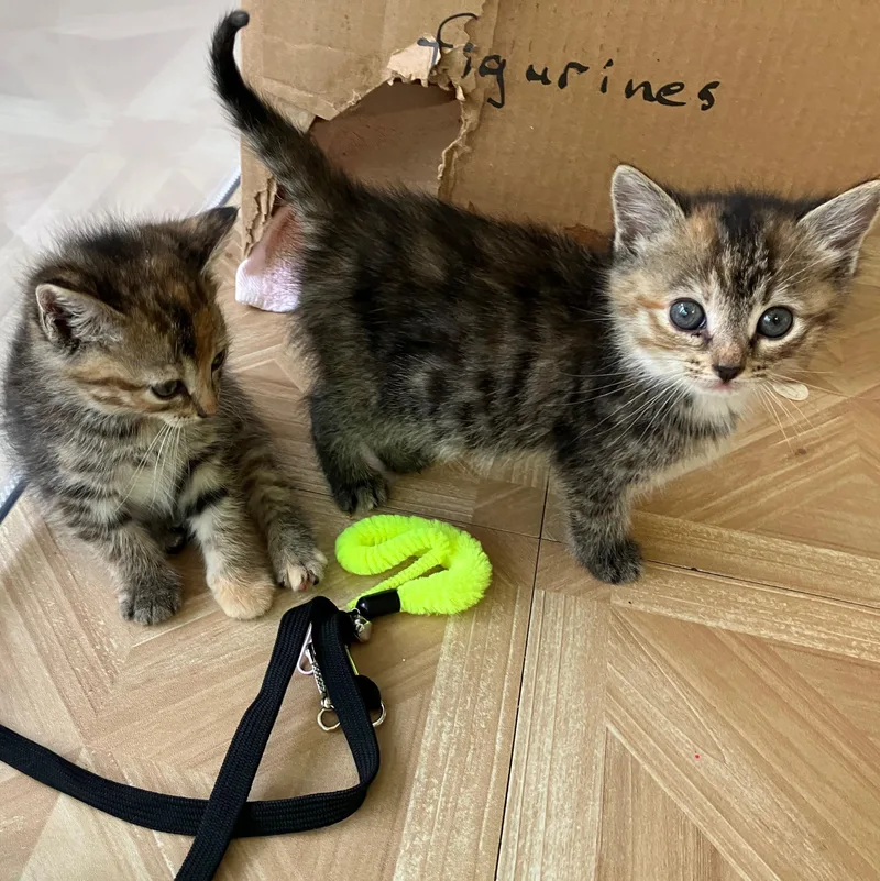A baby medium-sized female Tabby (Brown / Chocolate) Domestic Short Hair cat named Orange Blossom for adoption in Bordentown, NJ