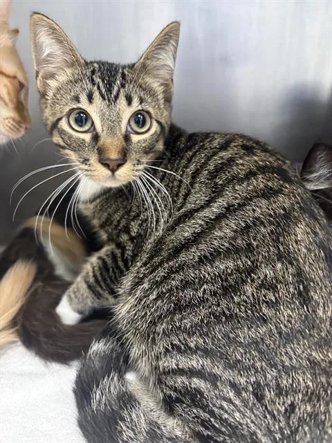 A young medium-sized male Domestic Short Hair cat named Valkyrie for adoption in Santa Cruz, CA