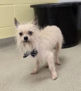 Hendrickson thumbnail 2