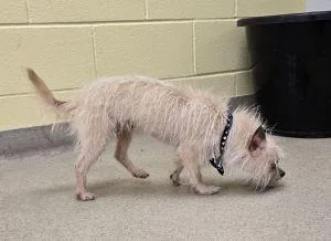 Hendrickson thumbnail 3