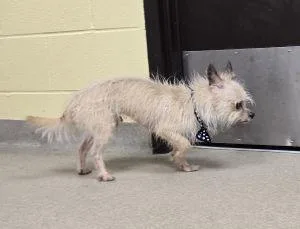 Hendrickson thumbnail 4