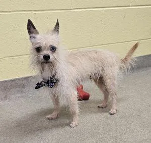 An adult small-sized male Terrier dog named Hendrickson for adoption in Bucyrus, OH
