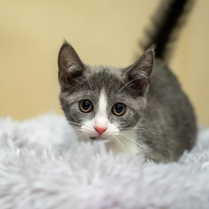 A baby small-sized female Gray / Blue / Silver Domestic Short Hair cat named Marcie for adoption in Gainesville, GA