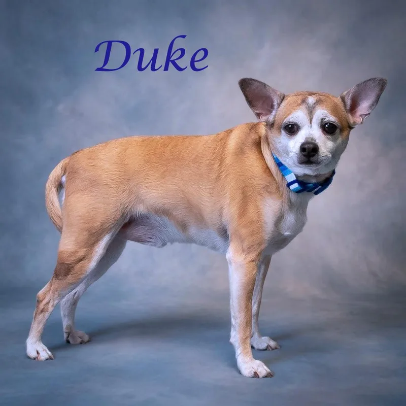 A senior small-sized male Yellow / Tan / Blond / Fawn Chihuahua dog named Duke D for adoption in Lebanon, TN