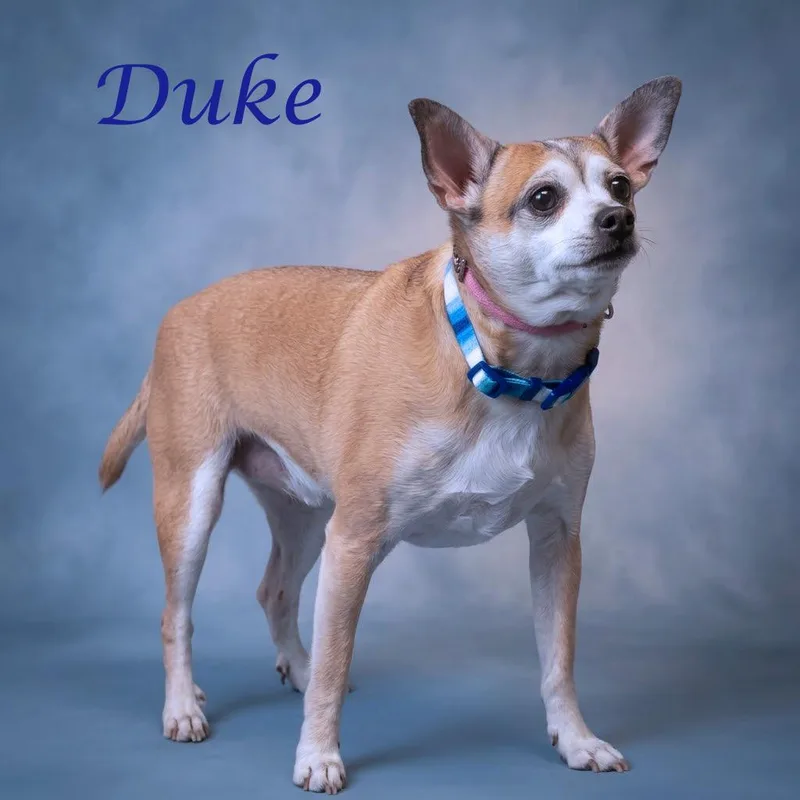 Duke D thumbnail 2
