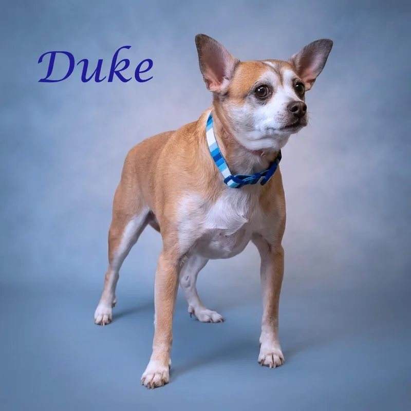 Duke D thumbnail 3