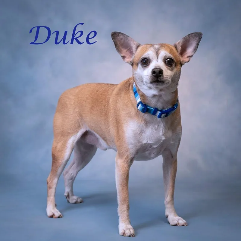 Duke D thumbnail 4