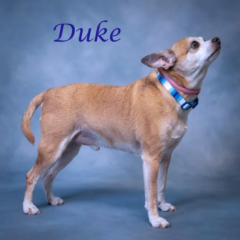 Duke D thumbnail 5