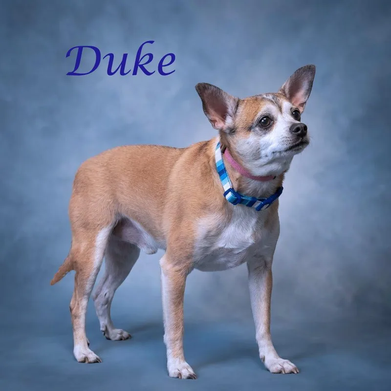 Duke D thumbnail 6