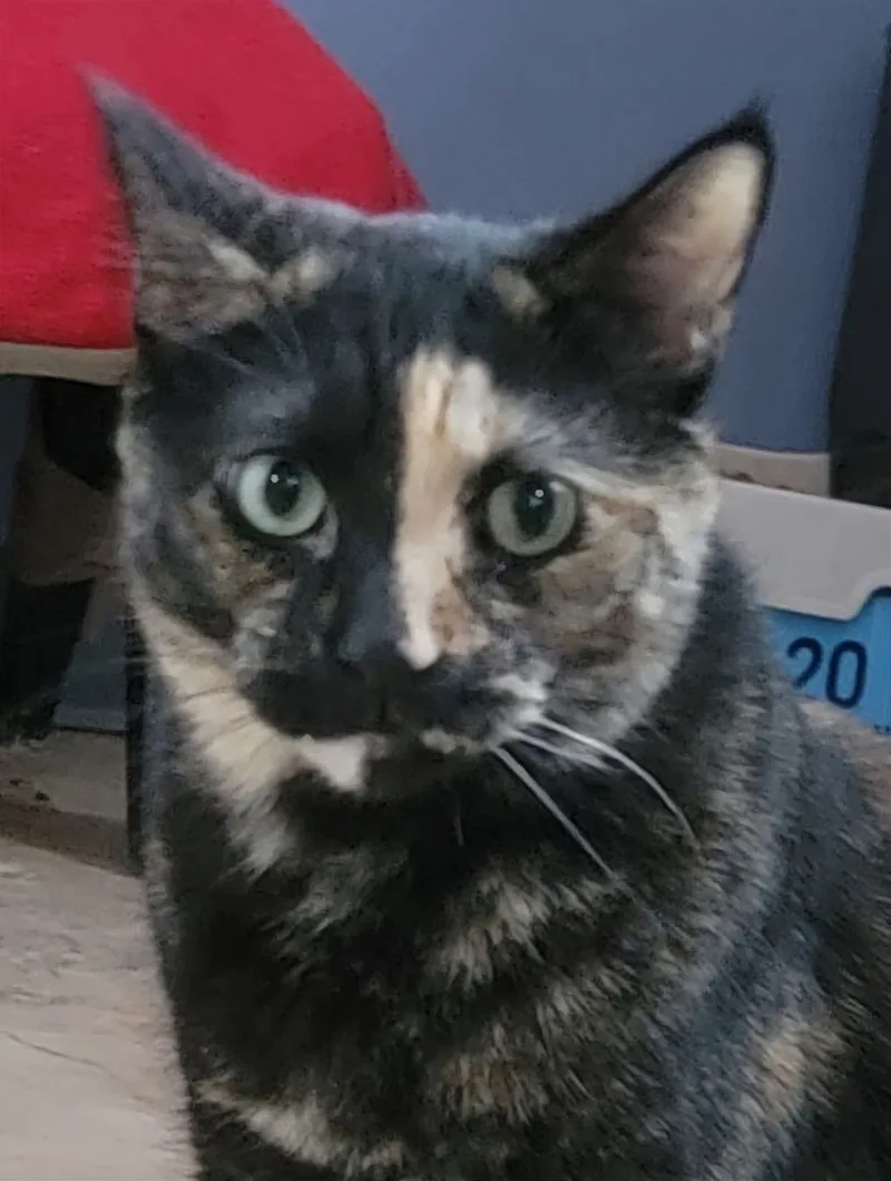 Della Delilah thumbnail 5