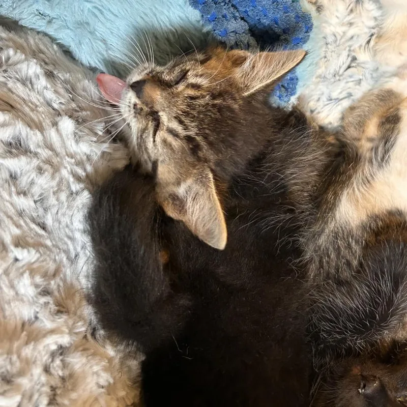 Evening Primrose thumbnail 2