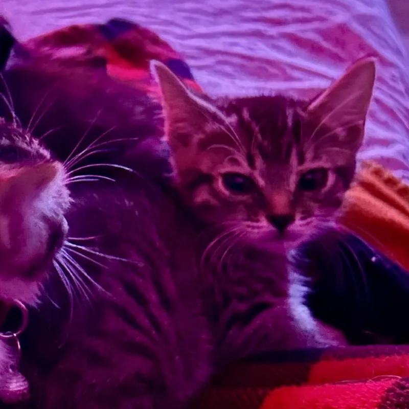 Evening Primrose thumbnail 3