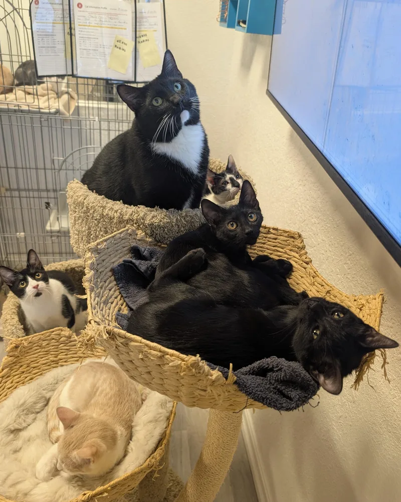 A senior large-sized male Black & White / Tuxedo Domestic Short Hair cat named Milo for adoption in Palm Harbor, FL