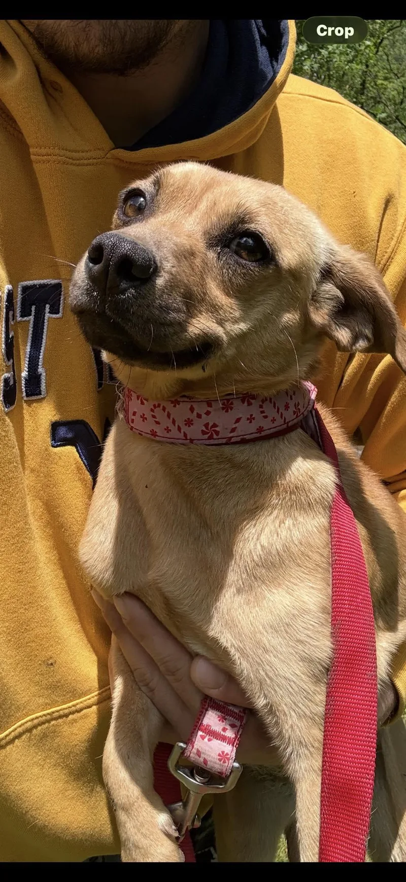 A baby medium-sized female Terrier dog named Sugar for adoption in Blackwood, NJ