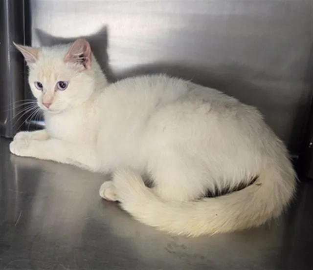 A young medium-sized female Siamese cat named Nessie for adoption in Augusta, GA