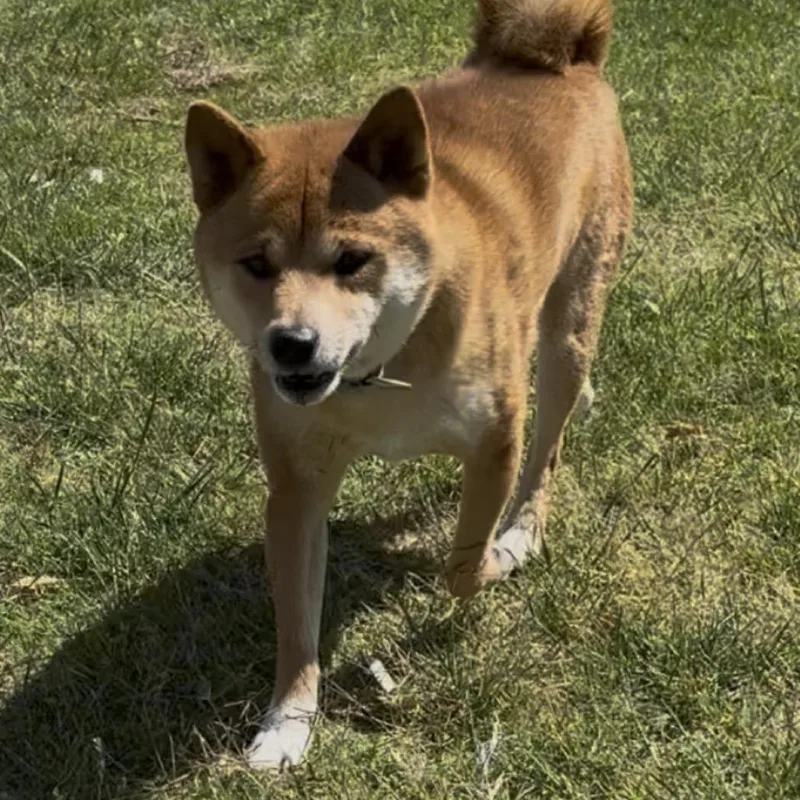Kumo