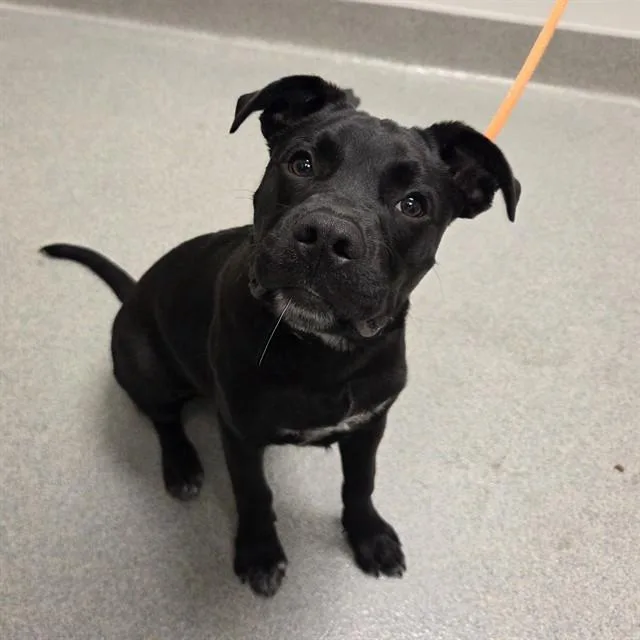 A baby medium-sized male Staffordshire Bull Terrier dog named Beau for adoption in Ontario, CA