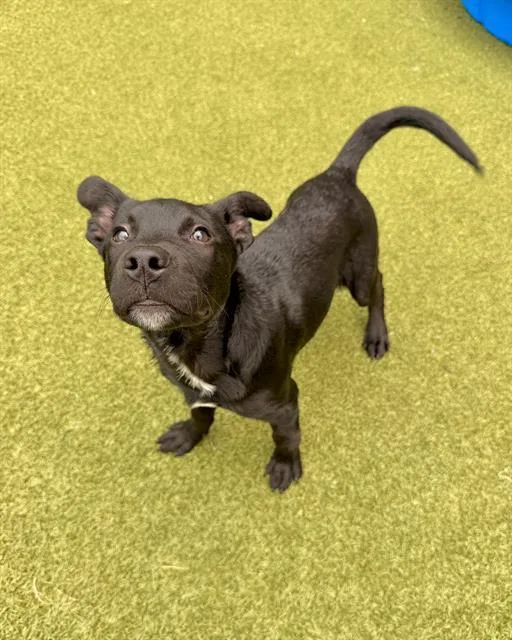 A baby medium-sized male Labrador Retriever dog named Tostada for adoption in Dedham, MA