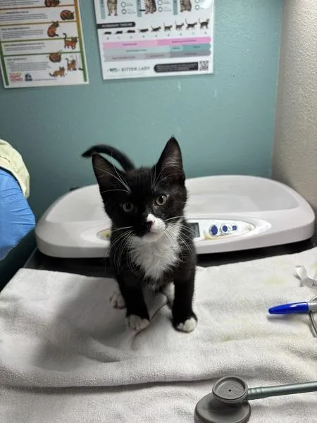 A baby small-sized male Domestic Medium Hair cat named Talzur for adoption in Sherwood, OR