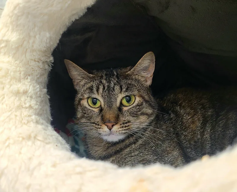 An adult medium-sized female Torbie Domestic Short Hair cat named Donna for adoption in Kirkland, WA