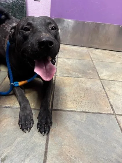 An adult medium-sized male Black Mixed Breed dog named Email for adoption in El Paso, TX