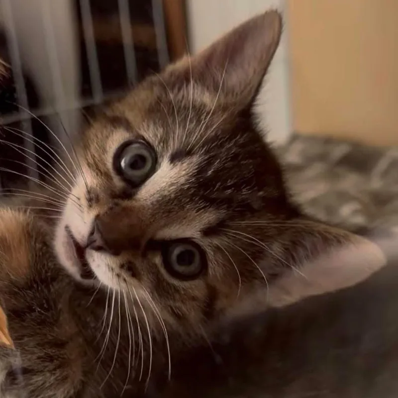 A baby small-sized female Torbie cat named Macie the sweetest torbie for adoption in Marlton, NJ