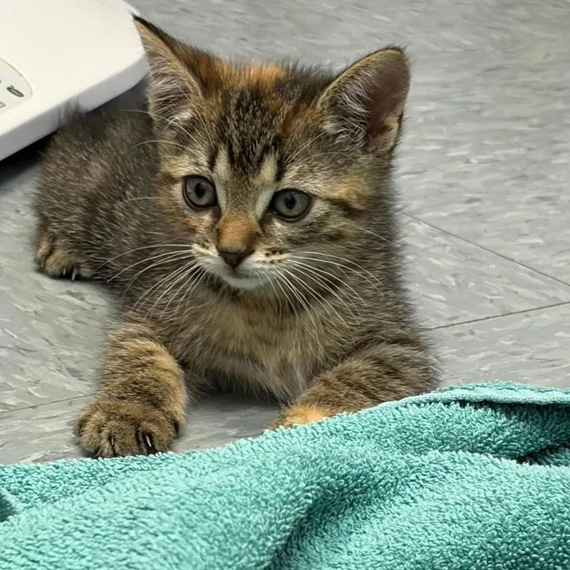 Macie the sweetest torbie thumbnail 2