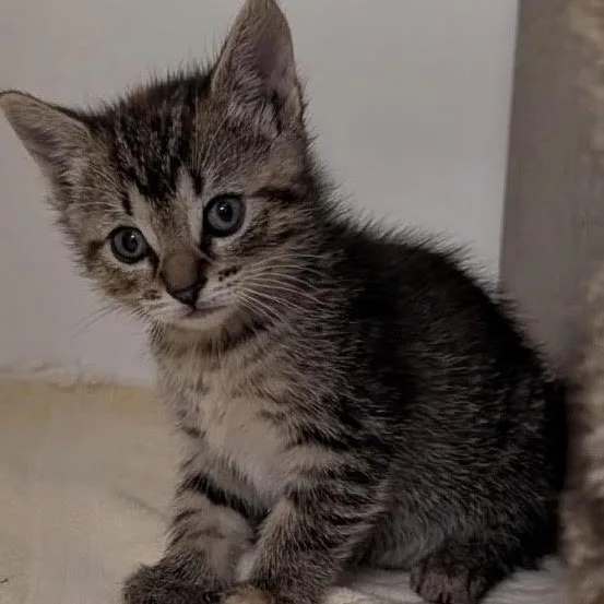 Macie the sweetest torbie thumbnail 3