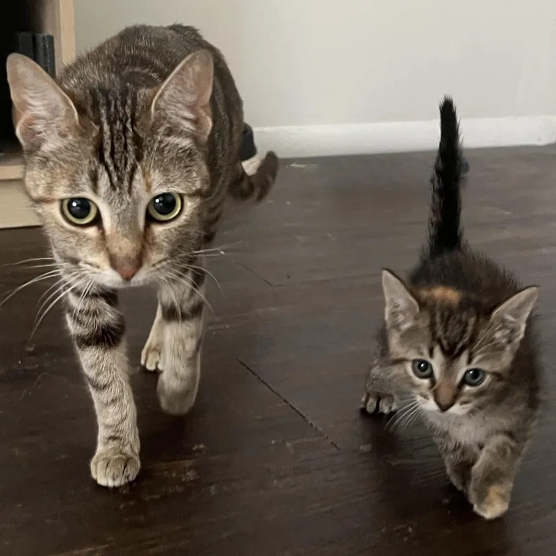Macie the sweetest torbie thumbnail 4