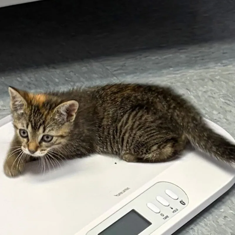 Macie the sweetest torbie thumbnail 5