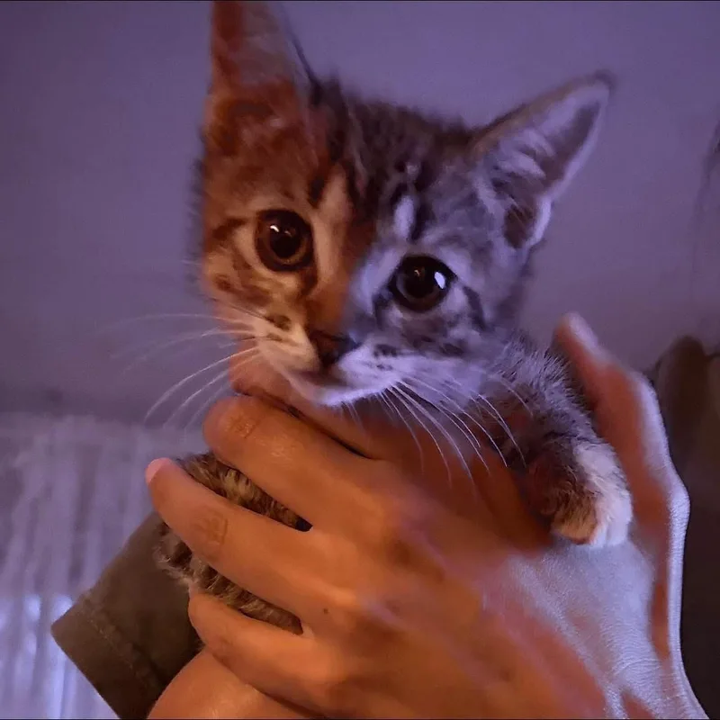 Macie the sweetest torbie thumbnail 6