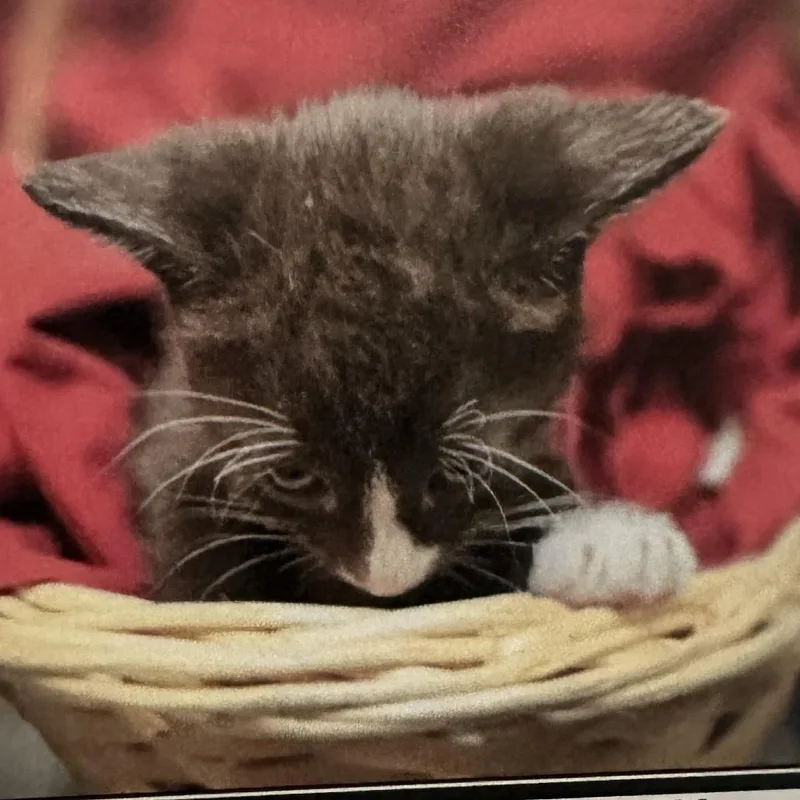 A baby small-sized male Brown / Chocolate Domestic Short Hair cat named Piccolo for adoption in Los Angeles, CA