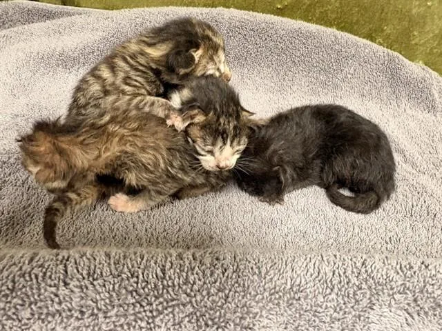 A baby small-sized female Domestic Short Hair cat named Janace for adoption in Riverside, CA
