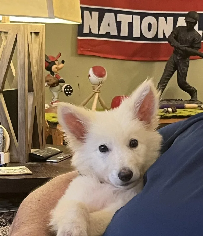 A baby medium-sized male German Shepherd Dog dog named Marshmellow for adoption in Centreville, VA