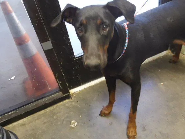 An adult large-sized female Doberman Pinscher dog named Lyla for adoption in Tulsa, OK