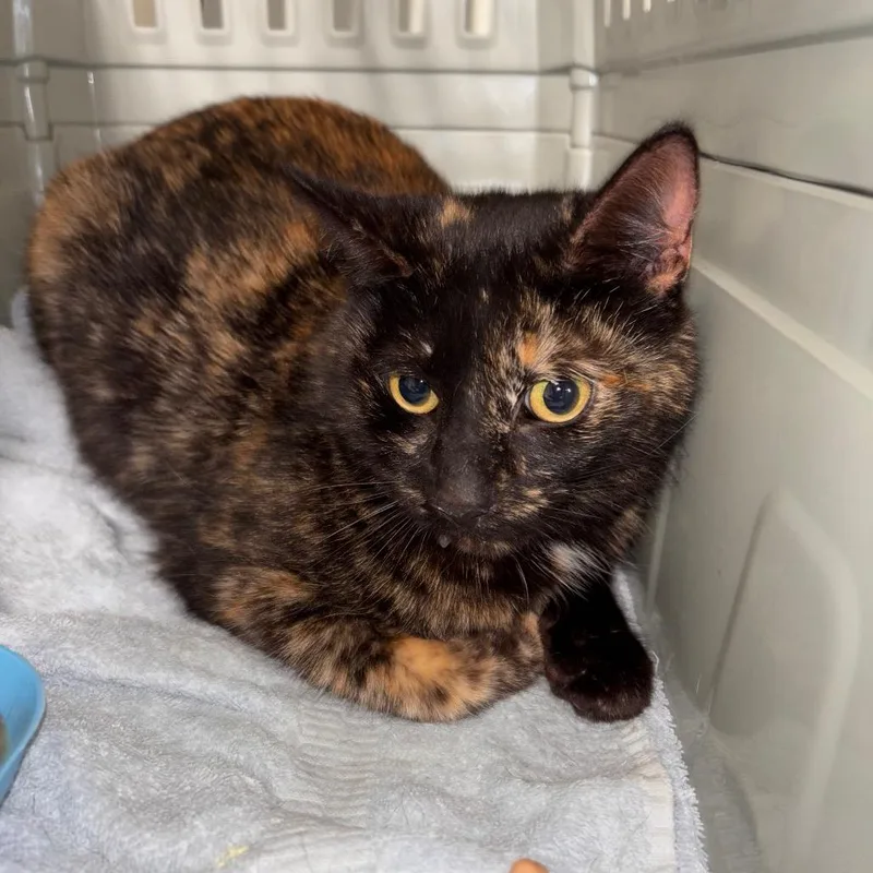 An adult large-sized female Tortoiseshell Domestic Short Hair cat named Regalia for adoption in Mount Juliet, TN