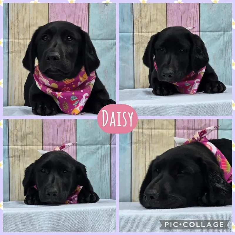 A baby extra large-sized female Dachshund dog named Daisy for adoption in North Syracuse, NY