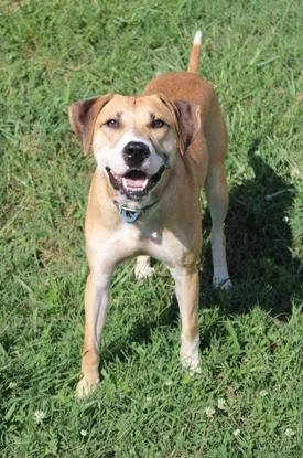 An adult medium-sized female Hound dog named Fawn for adoption in Martinsville, VA