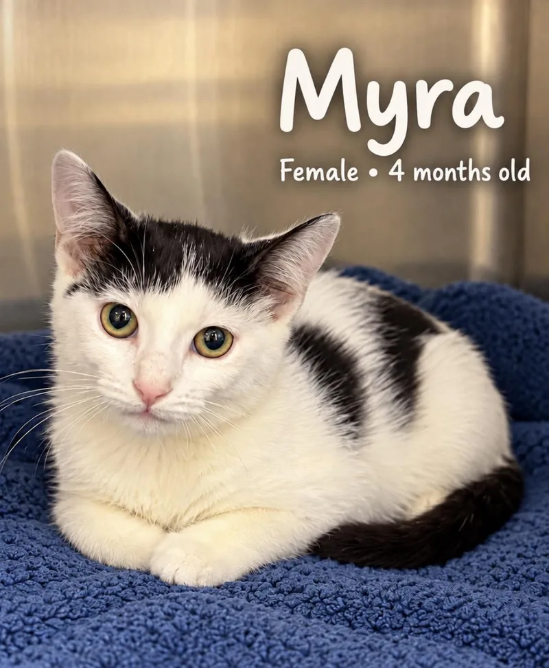 A baby small-sized female White Domestic Short Hair cat named Myra for adoption in Pawleys Island, SC
