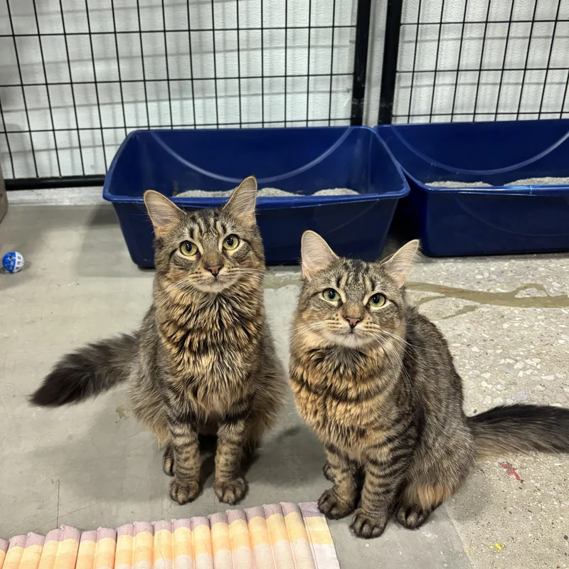 A young small-sized female Brown / Chocolate Domestic Medium Hair cat named Cosette for adoption in Columbus, OH