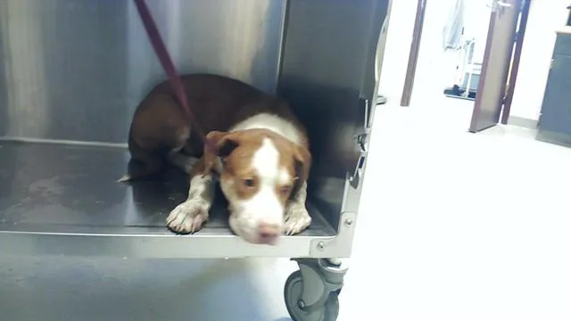 A young small-sized male Labrador Retriever dog named Baloo for adoption in Fayetteville, NC