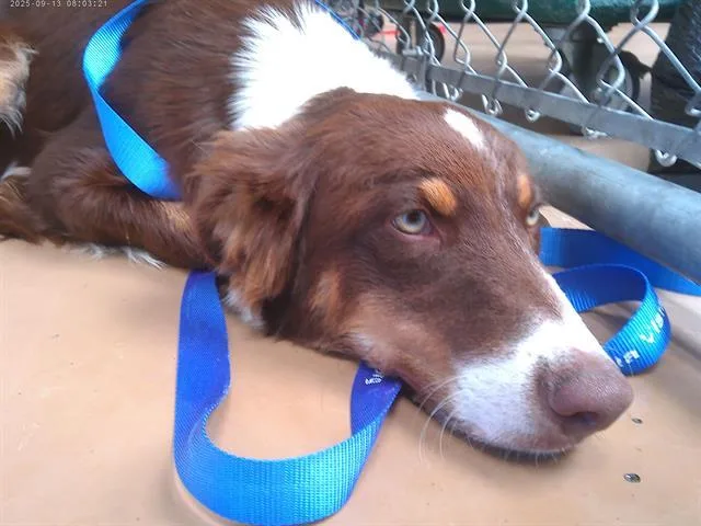 A young medium-sized male Border Collie dog named Caramello for adoption in Chula Vista, CA