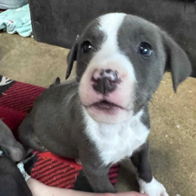 A baby medium-sized female Gray / Blue / Silver Mixed Breed dog named Eliza for adoption in Pinson, TN