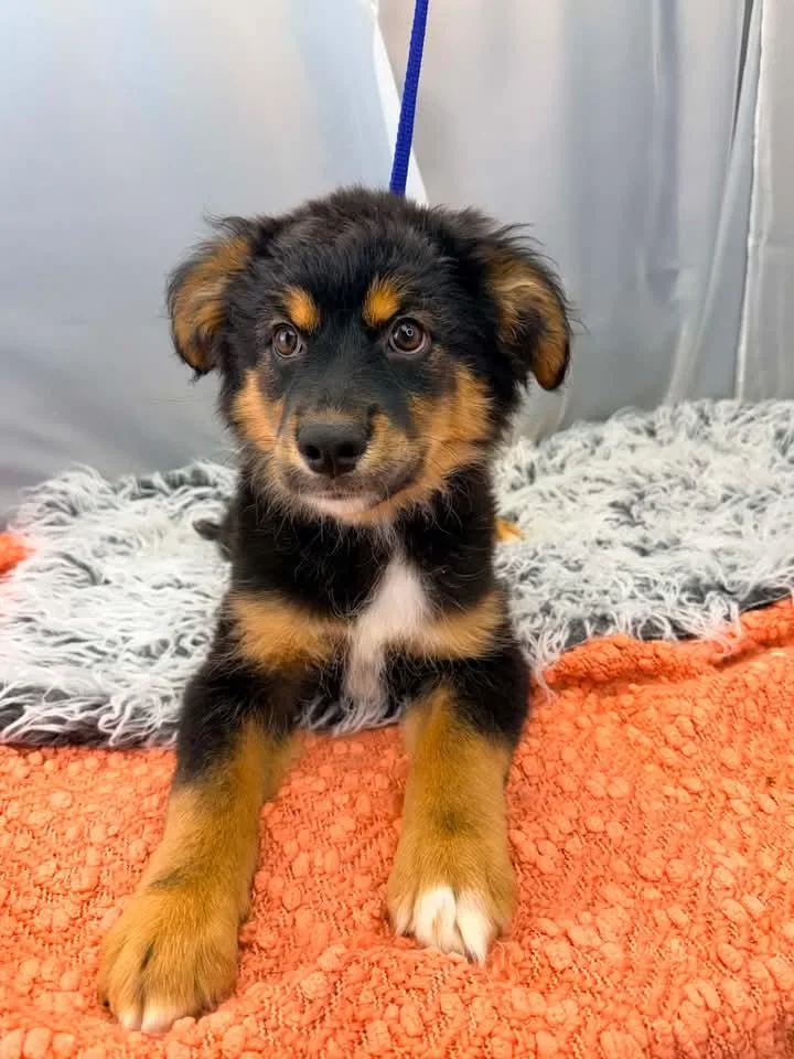A baby medium-sized male Black Australian Shepherd dog named Teddy for adoption in Tomkins Cove, NY