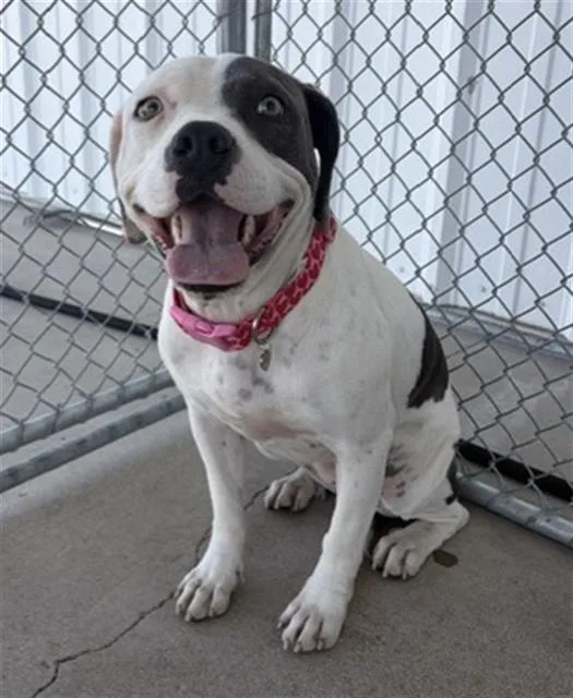 A young medium-sized female Pit Bull Terrier dog named Lucky for adoption in Bakersfield, CA