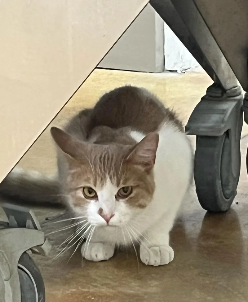 An adult medium-sized male Orange & White Domestic Short Hair cat named Art for adoption in Austin, MN