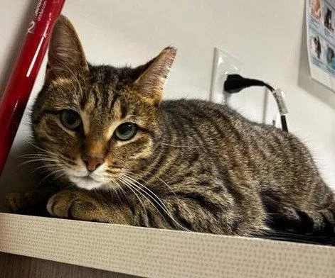 An adult medium-sized female Domestic Short Hair cat named Jackie O for adoption in Greenfield, IN