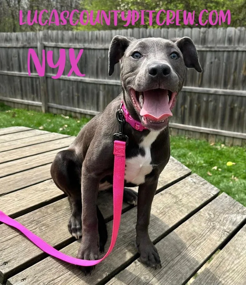 Nyx